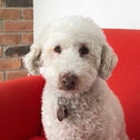 Mexican poodle? Mini sheep? Jury's still out. Fluffy and white, wearing his tag proudly on a red chair.