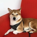 Handsome Shiba Inu squinting into the camera. So handsome.