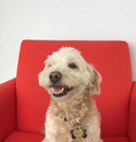 Golden doodle with an infecteous smile and baby curls.